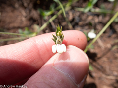 Justicia anagalloides