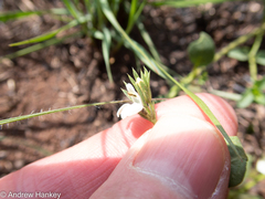 Justicia anagalloides