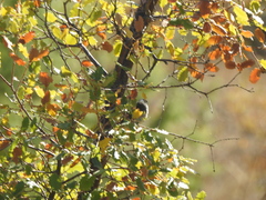 Curruca melanocephala