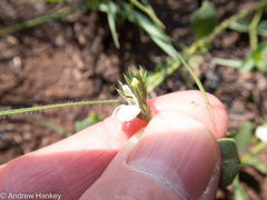 Justicia anagalloides