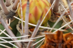 Crematogaster depilis