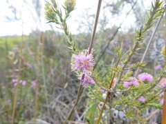 Melaleuca squamea
