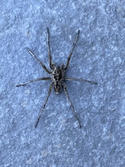 Geolycosa