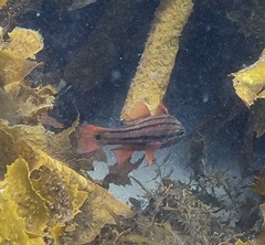 Ostorhinchus limenus