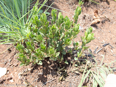 Dyschoriste costata