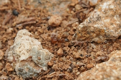 Pheidole tepicana