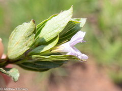 Dyschoriste costata