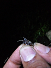 Fejervarya limnocharis