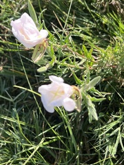 Oenothera tetraptera