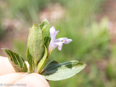 Dyschoriste costata