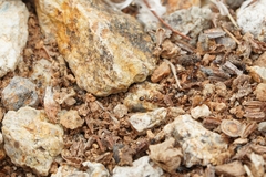 Pheidole tepicana