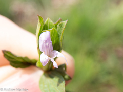 Dyschoriste costata