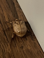 Cyclocephala signaticollis