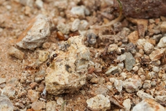 Pheidole tepicana
