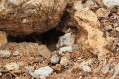 Pheidole tepicana