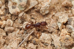 Tetramorium hispidum