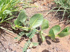 Raphionacme hirsuta