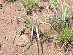 Drimia sanguinea