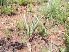 Drimia sanguinea