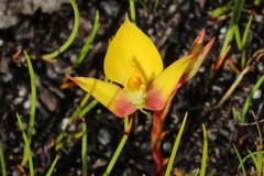 Disa tenuifolia