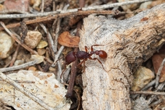 Pogonomyrmex imberbiculus