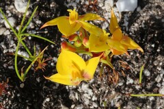 Disa tenuifolia