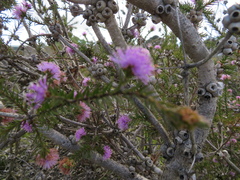 Melaleuca squamea