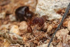 Pogonomyrmex imberbiculus