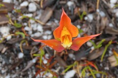 Disa tenuifolia