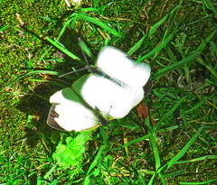 Leptophobia aripa