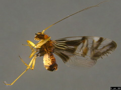 Pentacladus eucalypti