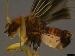 Pentacladus eucalypti