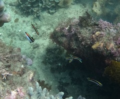 Trachinops taeniatus