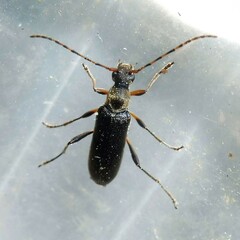 Grammoptera ruficornis
