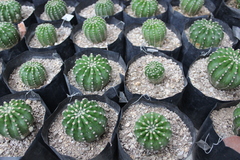 Echinopsis