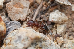 Crematogaster depilis