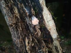 Dictydiaethalium plumbeum