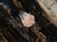 Dictydiaethalium plumbeum