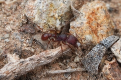 Pogonomyrmex imberbiculus