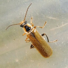 Cantharis decipiens