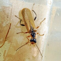 Cantharis decipiens