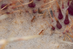 Forelius pruinosus