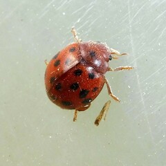 Subcoccinella vigintiquatuorpunctata