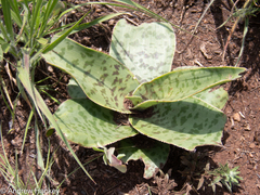 Ledebouria luteola