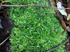 Rhynchostegium confertum