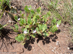 Raphionacme hirsuta