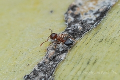 Crematogaster depilis