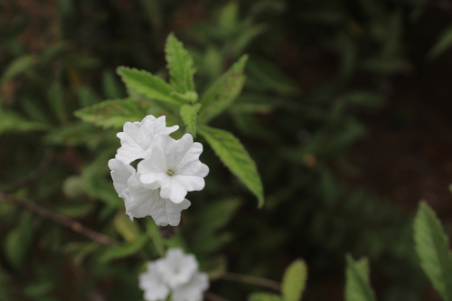 Urticaceae observed 2022-11-22