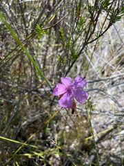 Drosera drummondii