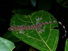 Gekko palawanensis